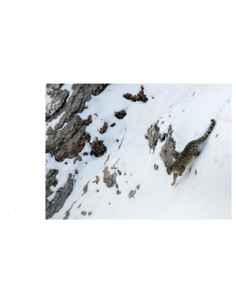 tibet, en harmonie avec la panthre des neiges
