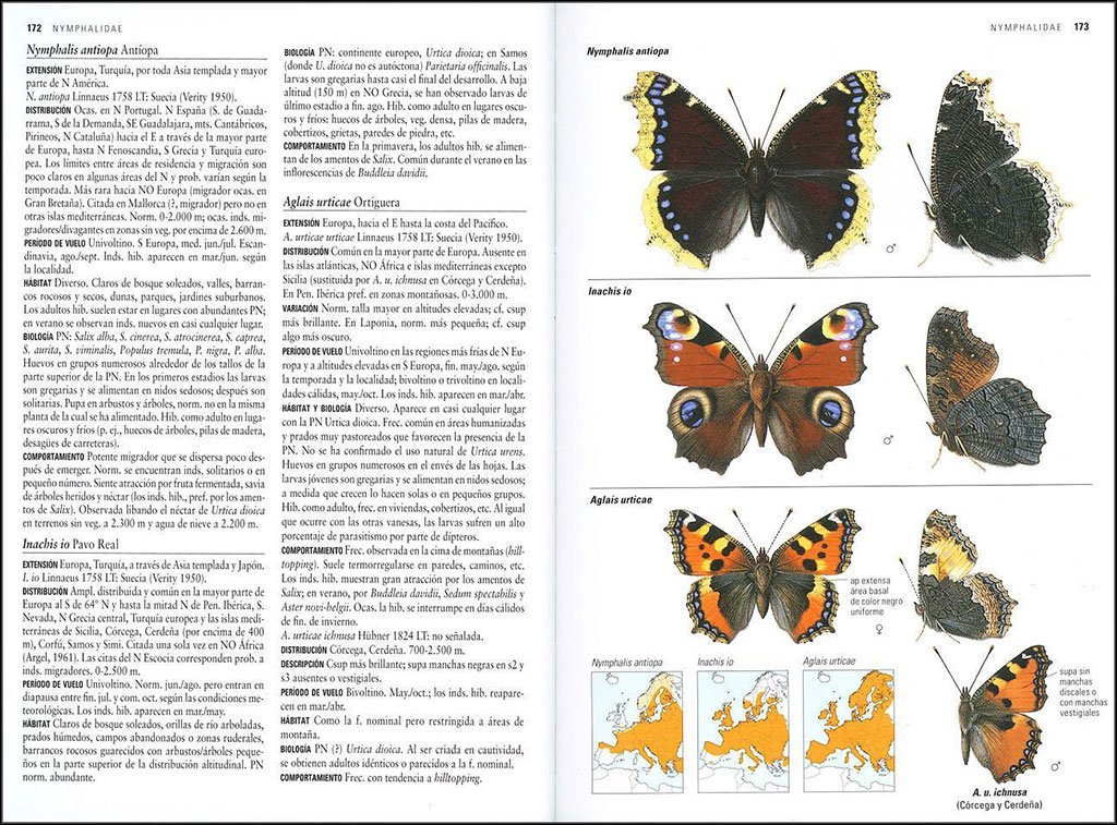 mariposas de espaa y europa