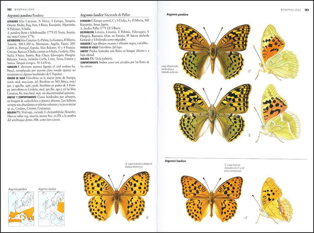 mariposas de espaa y europa