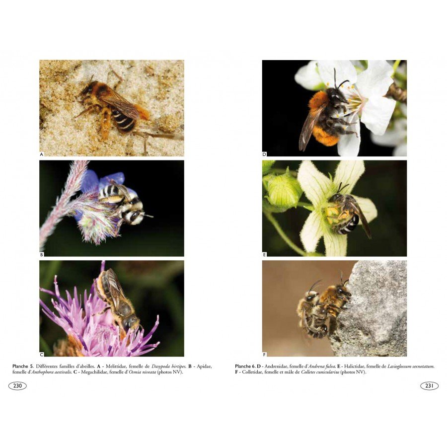 abeilles d'europe - hymnoptres d'europa 1