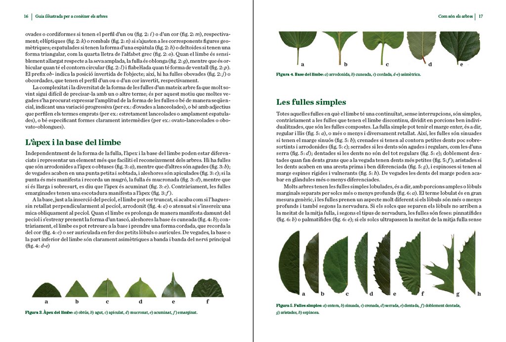 guia illustrada per a conixer els arbres