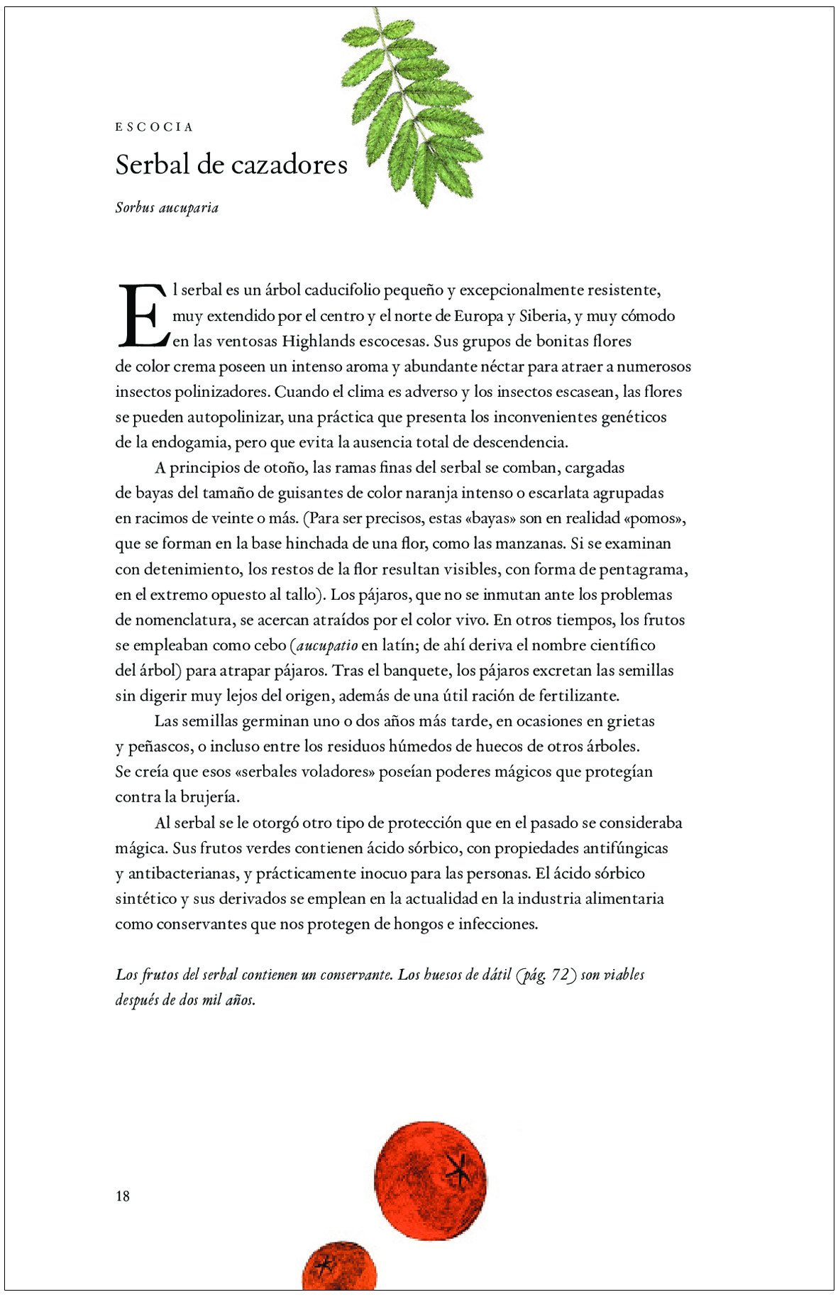 la vuelta al mundo en 80 rboles
