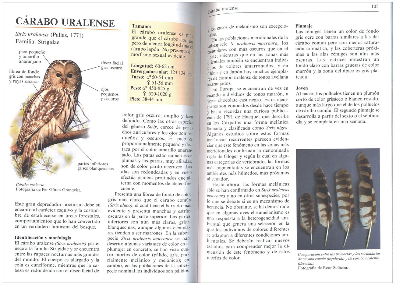gua de rapaces nocturnas de europa