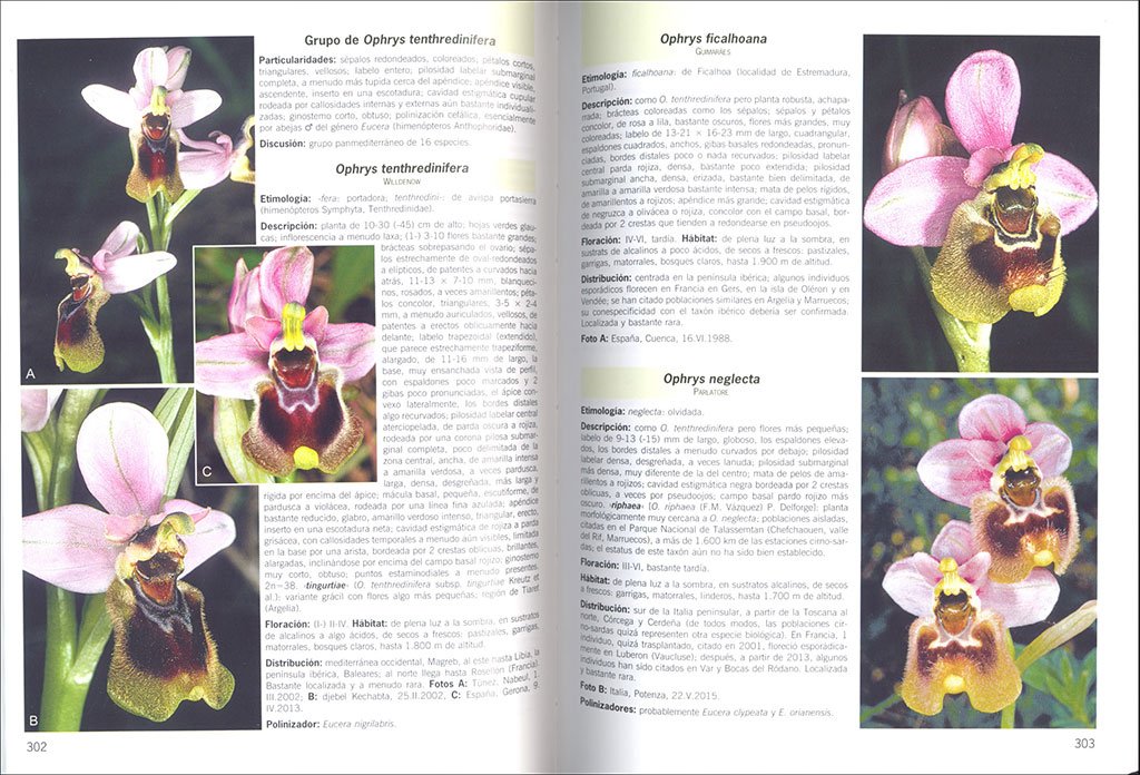 gua de campo de las orqudeas de europa, frica del norte y oriente prximo