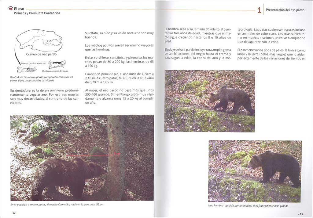 el oso. pirineos y cordillera cantbrica. cuaderno de campo y conservacin
