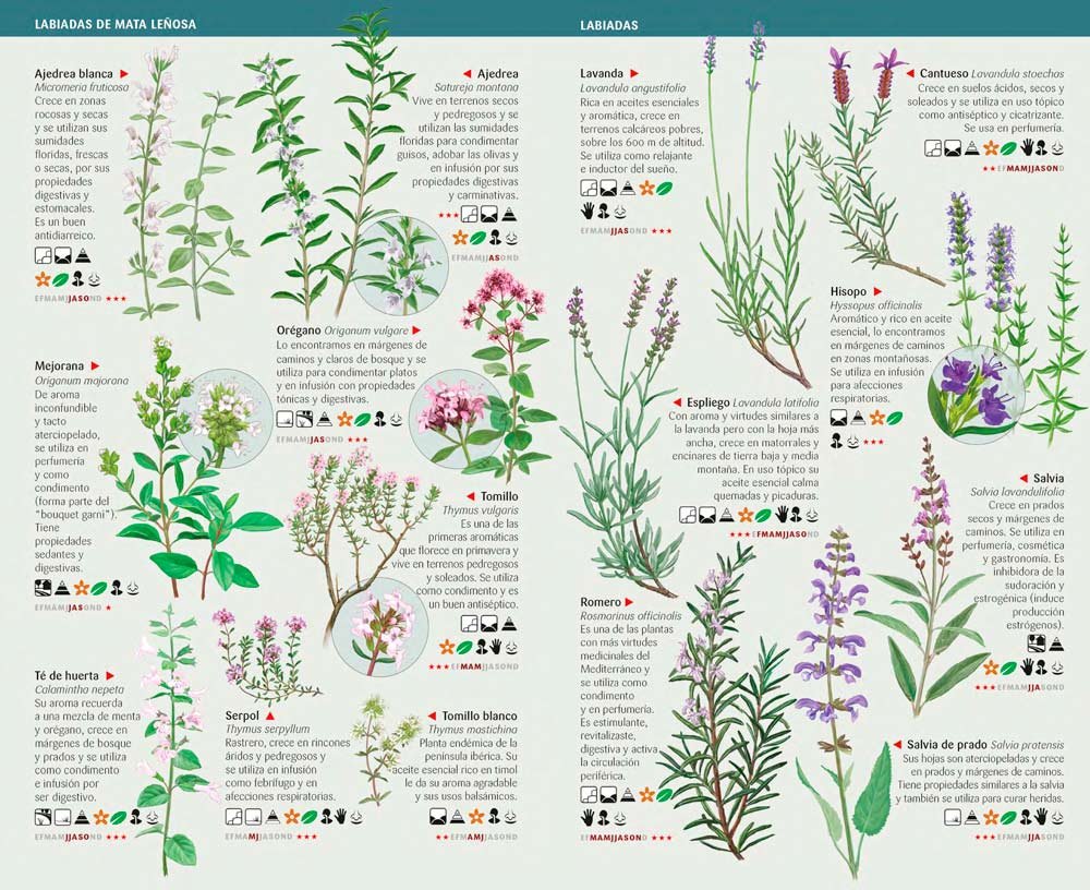 101 plantas aromticas y medicinales de espaa que hay que conocer. minigua de campo
