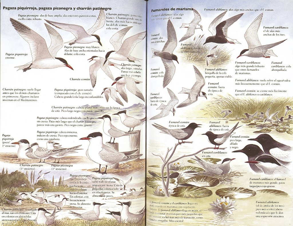 gua para identificar aves por su comportamiento