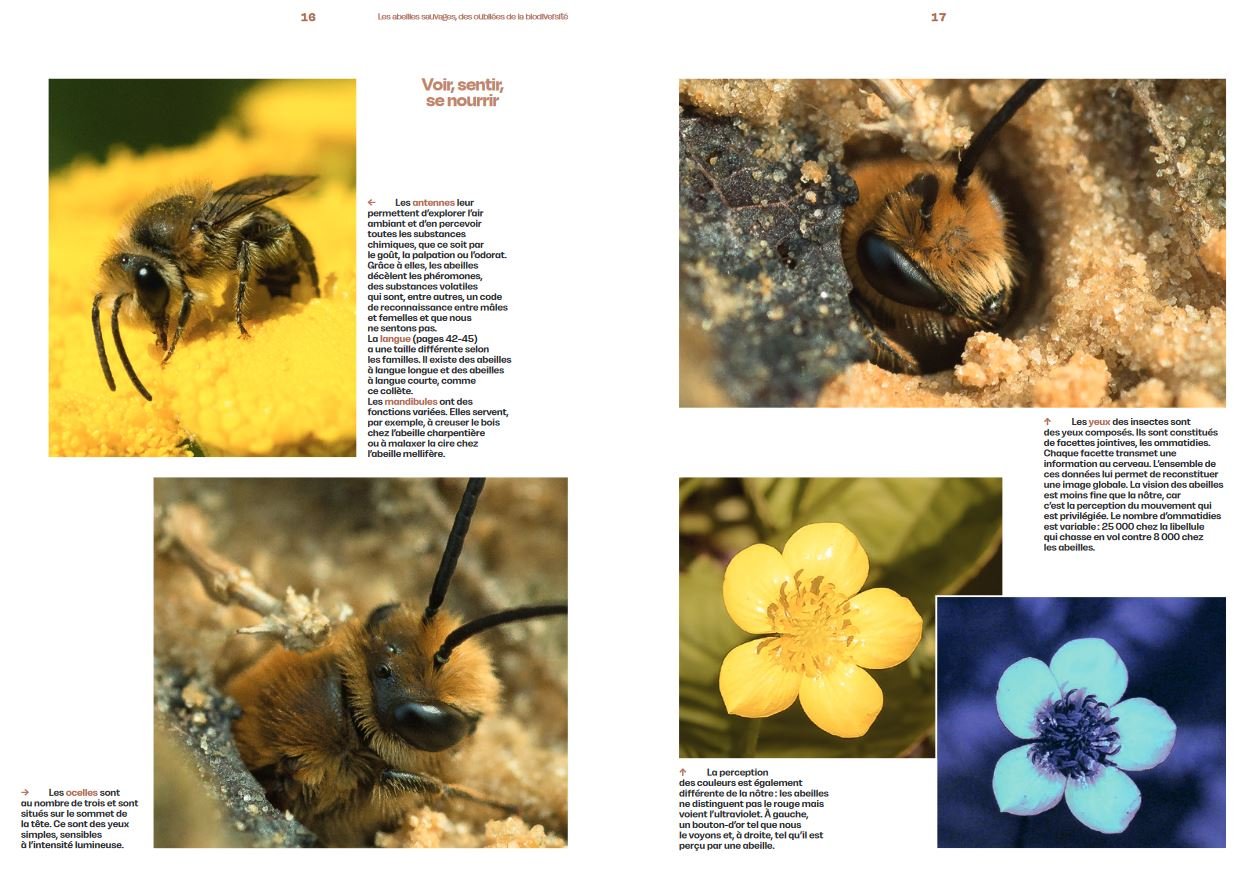 dcouvrir les abeilles sauvages