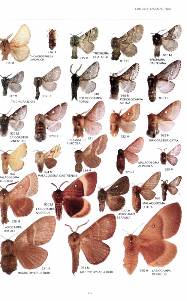 las mariposas de espaa peninsular. manual ilustrado de las especies diurnas y nocturnas