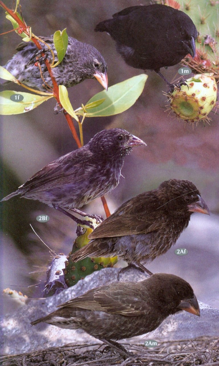birds, mammals and reptiles of the galpagos islands