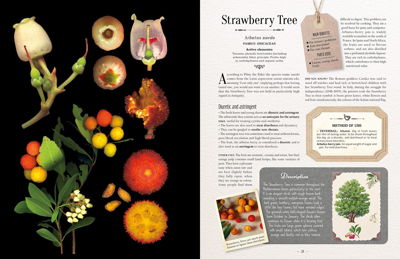 100 plants that heal. the illustrated herbarium of medicinal plants