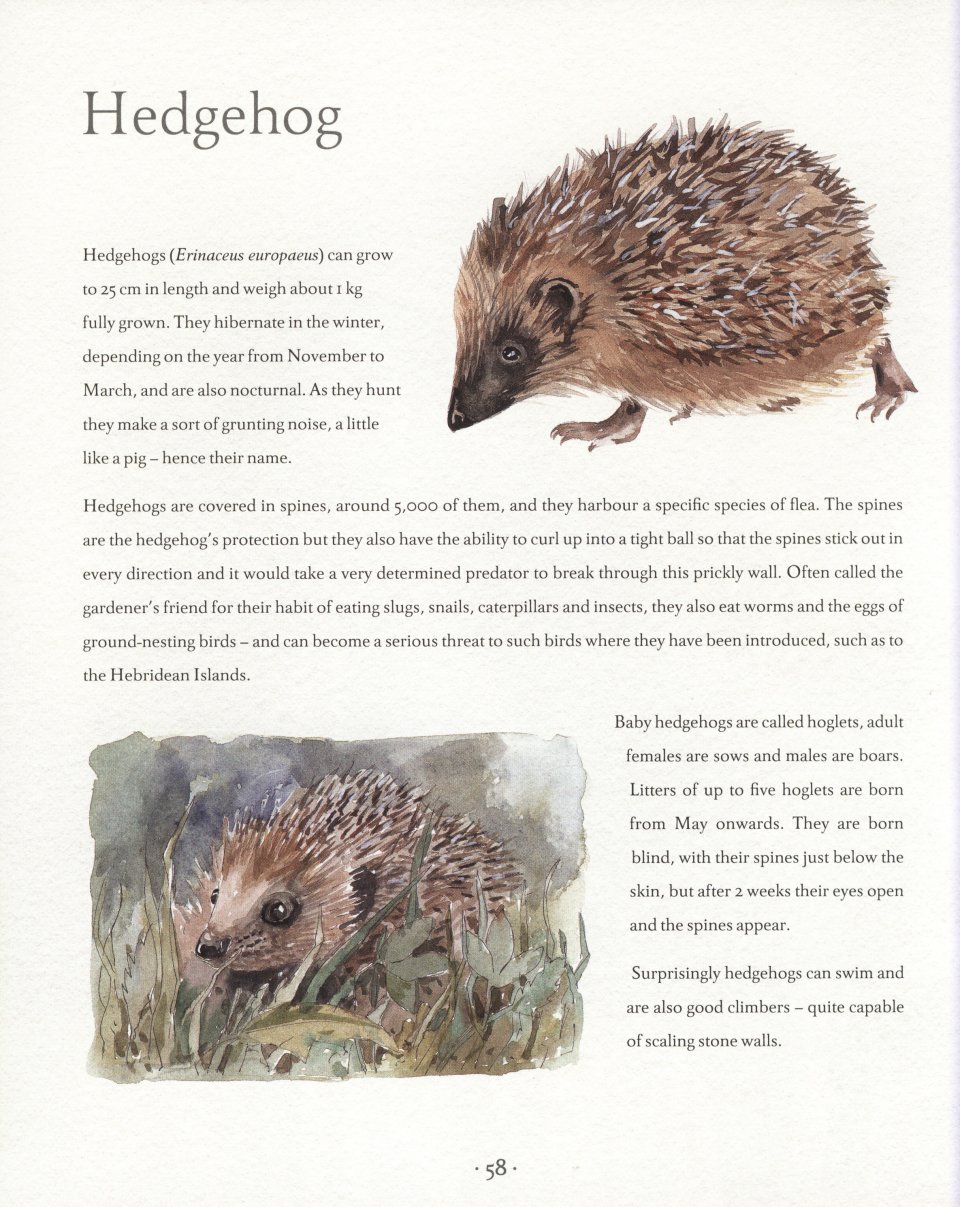 an illustrated country year. nature uncovered month by month