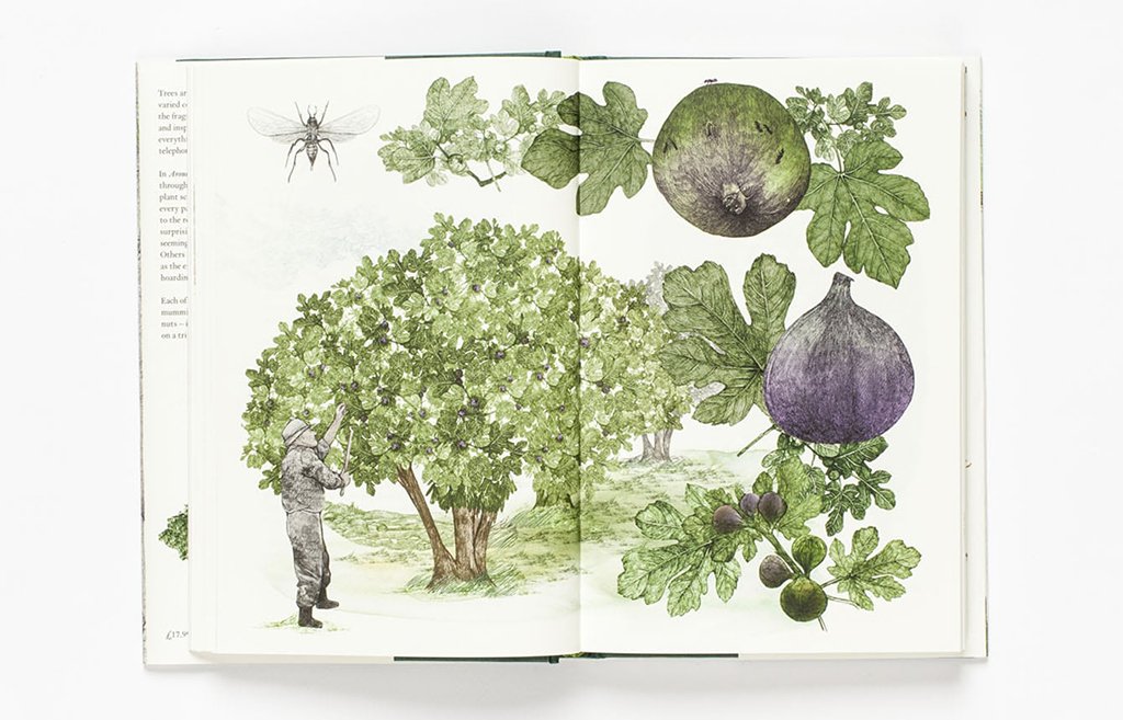 around the world in 80 trees