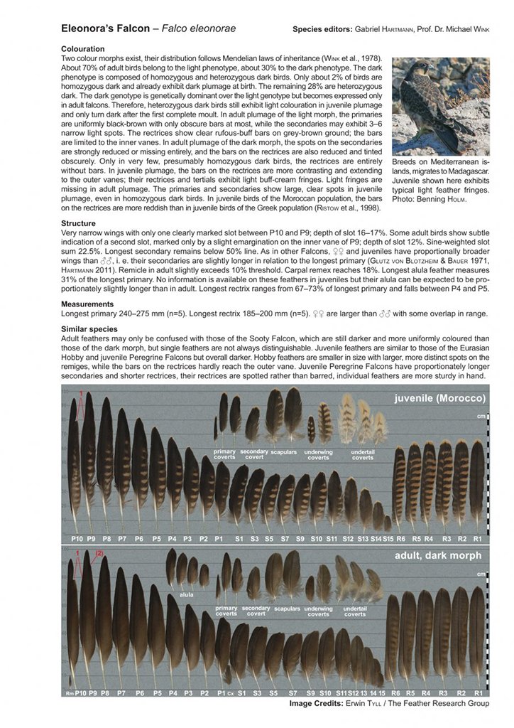 atlas of feathers for western palearctic birds (passerines) - concise edition