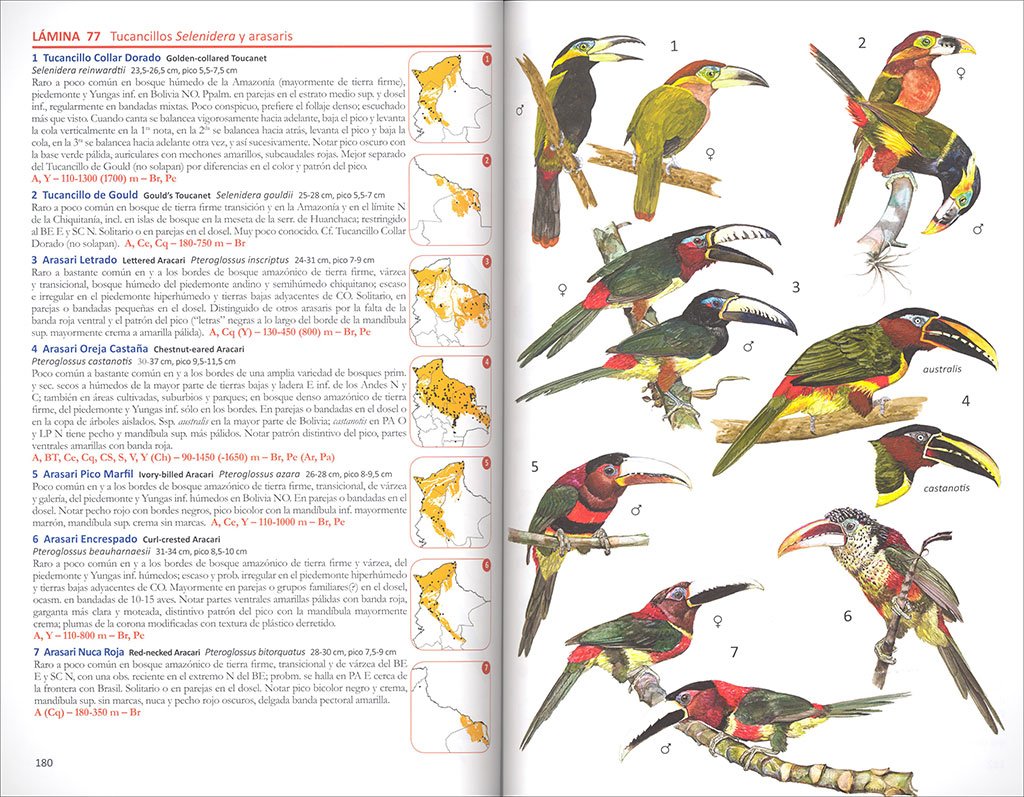 aves de bolivia. guia de campo