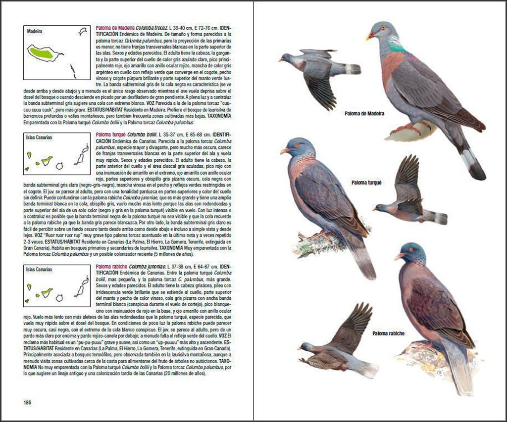 aves de macaronesia. azores, madeira, islas canarias, cabo verde