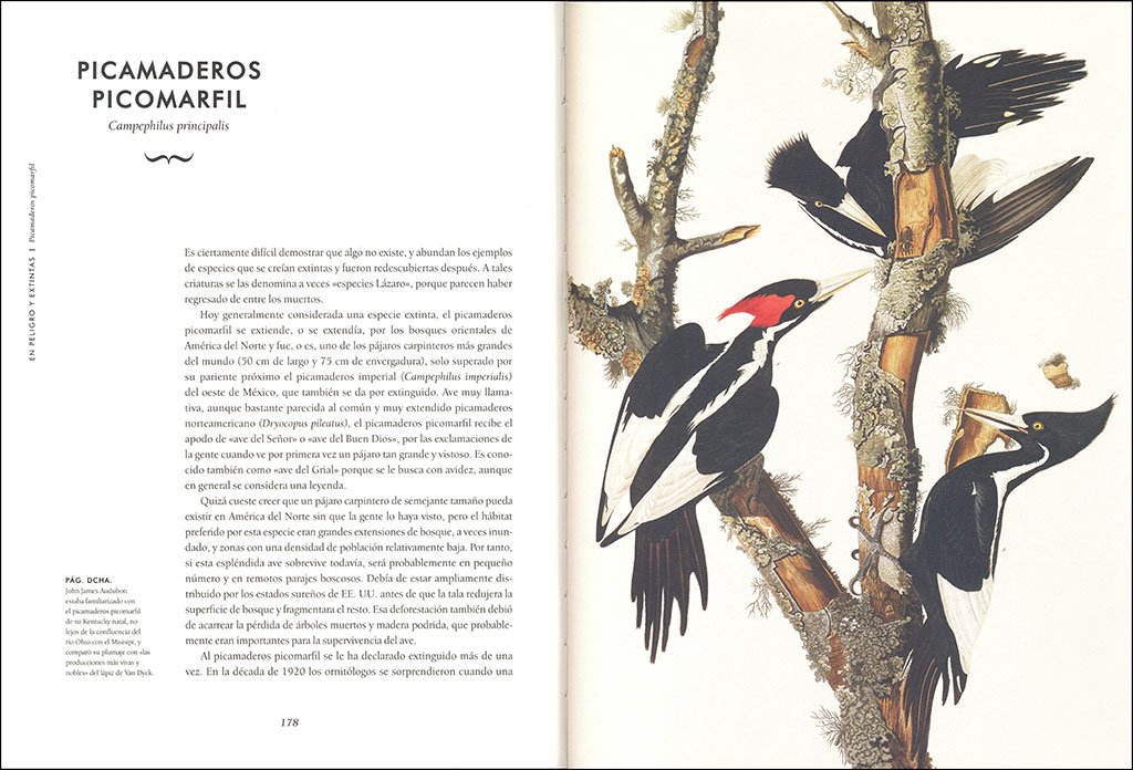aves extraordinarias