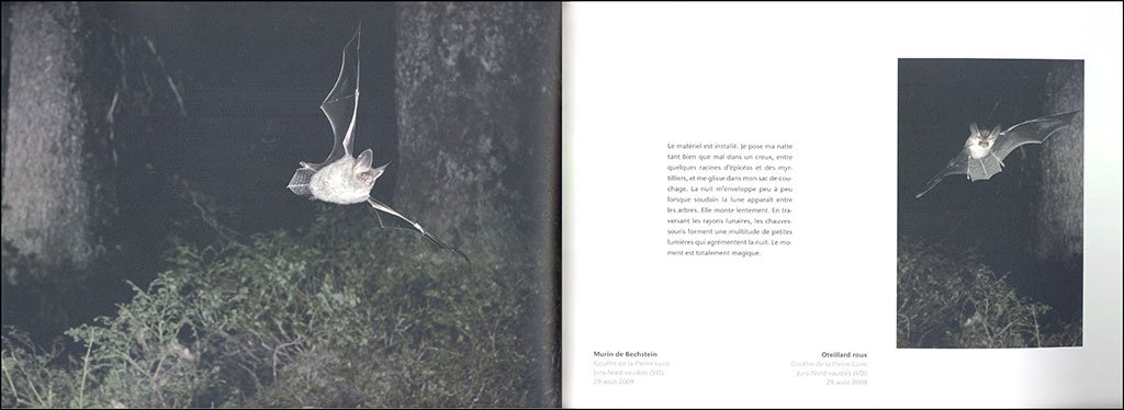 ballet nocturne. un regard sur les chauves- souris de l'arc jurassien