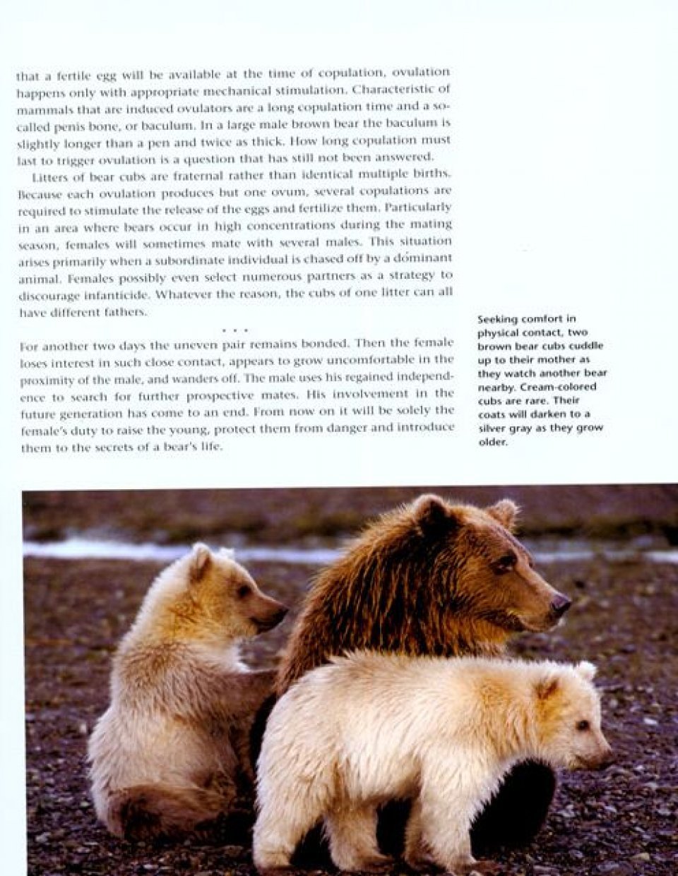 bears. a year in the life