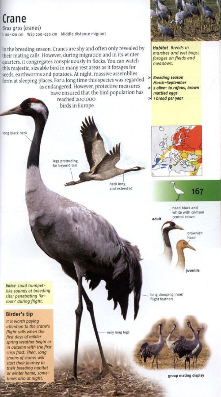 birds of britain and europe