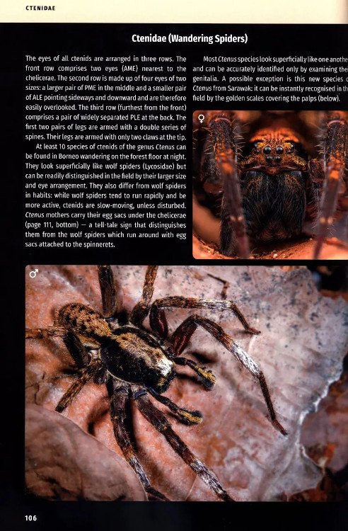 borneo spiders. a photographic field guide