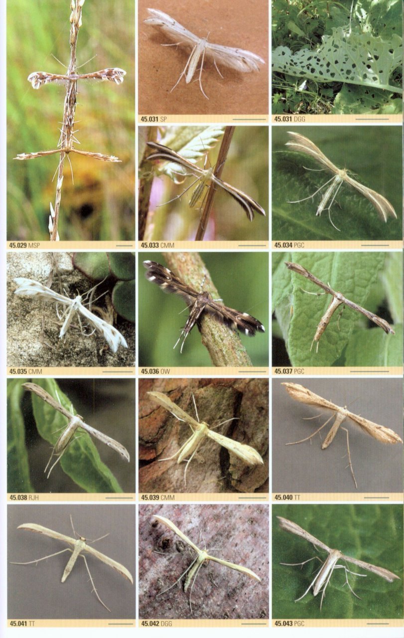 british moths. a photographic guide to the moths of britain and ireland
