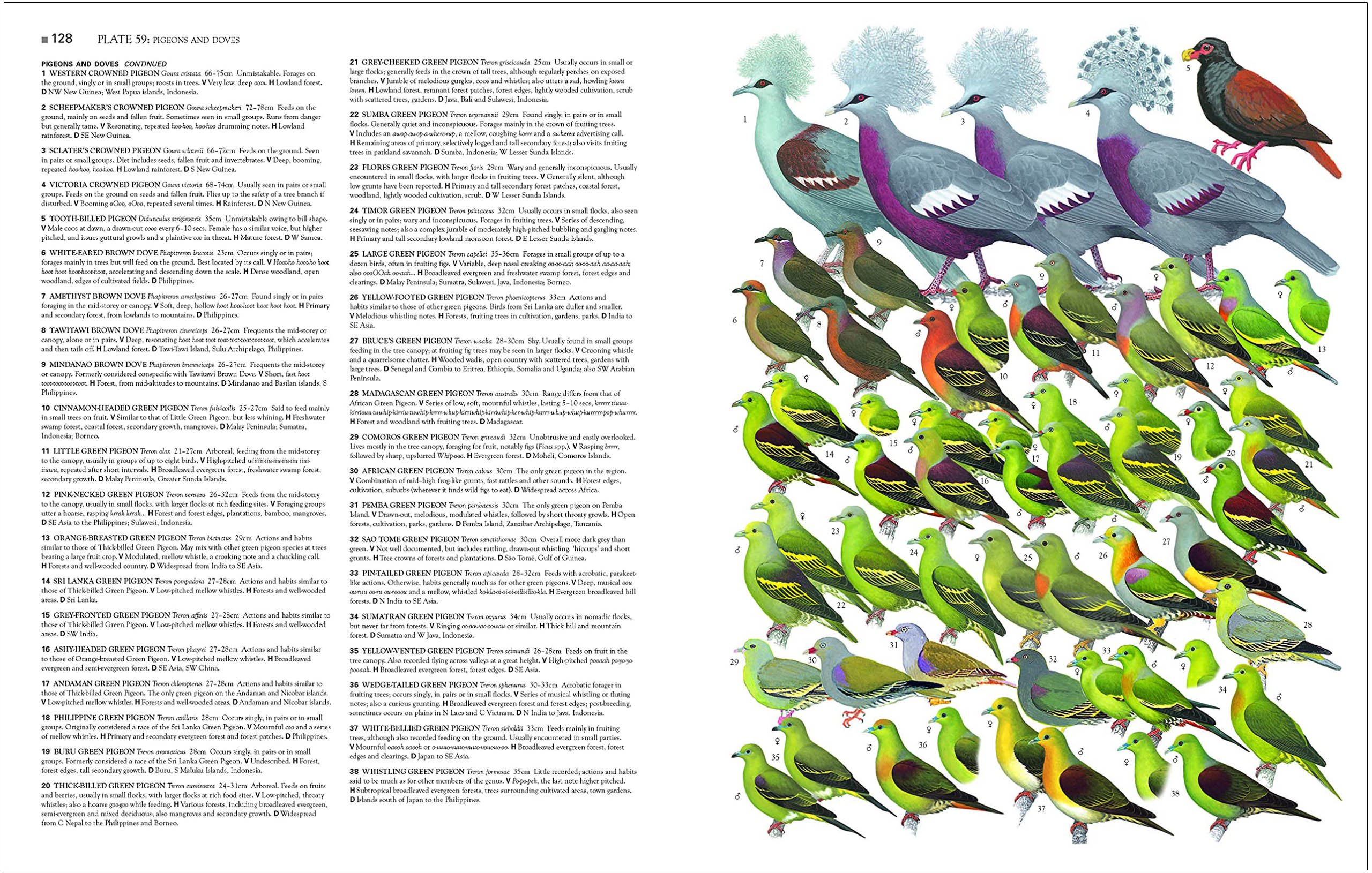 collins birds of the world. all 10.711 species illustrated