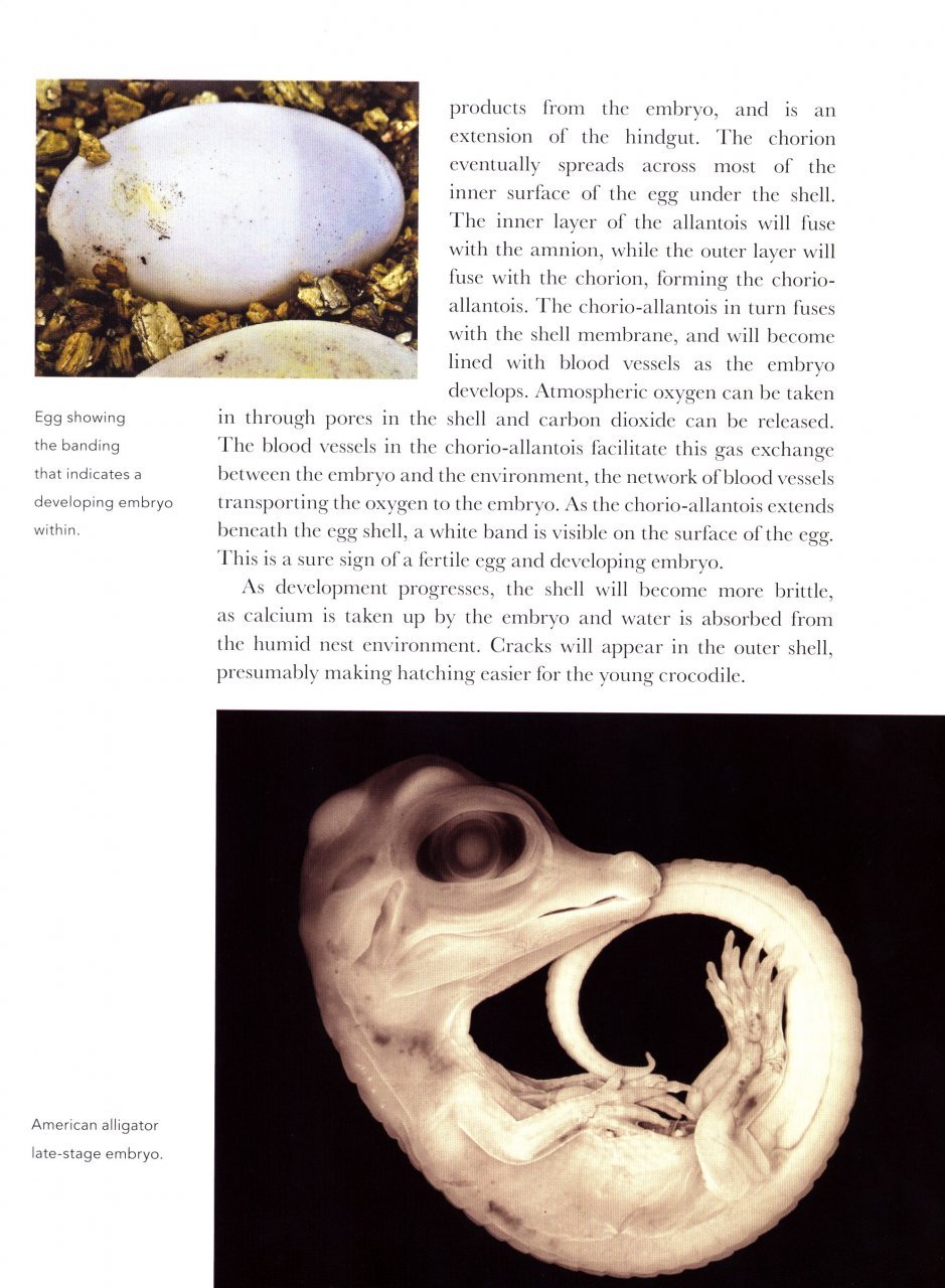 crocodiles of the world. a complete guide to alligators, caimans, crocodiles and charials