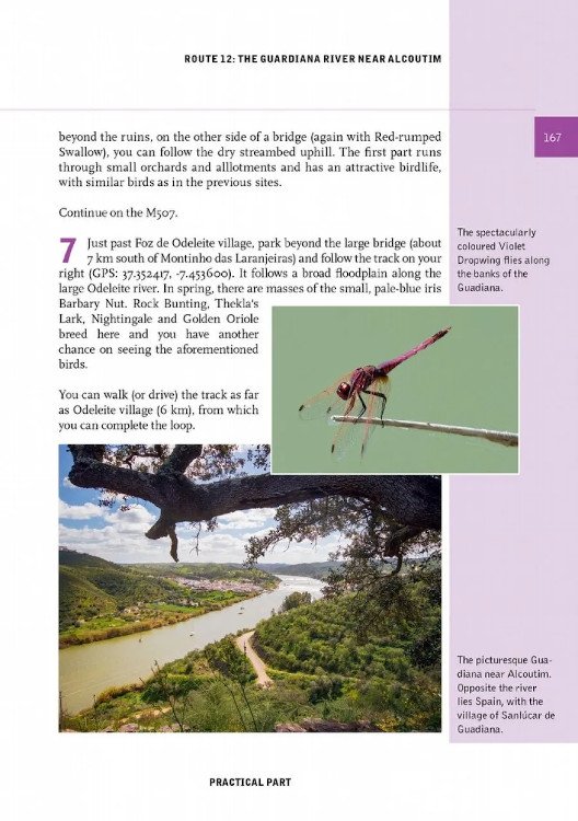 crossbill nature guides southern portugal. from lisbon to the algarve