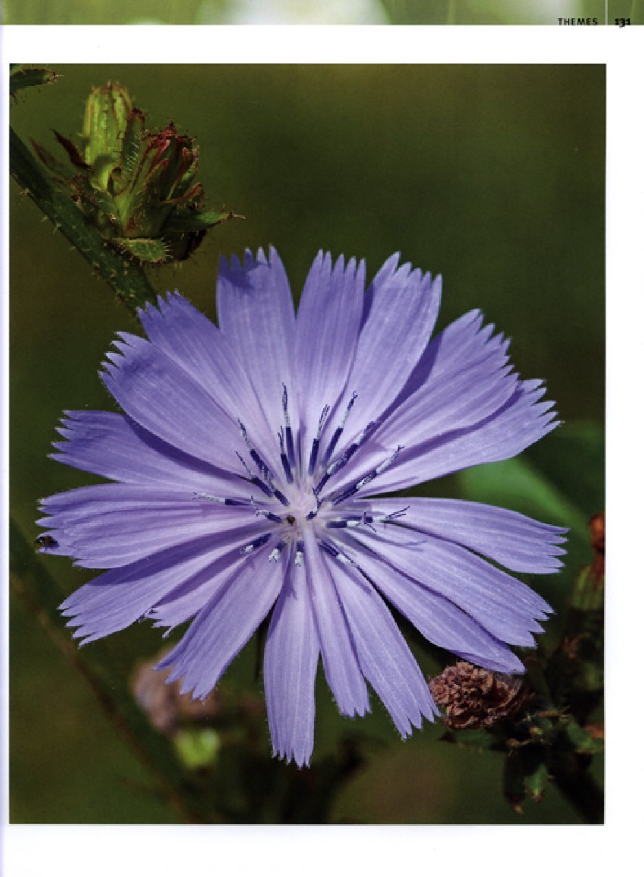 digital plant photography