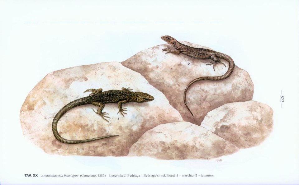 fauna d'italia. reptilia vol. xlv