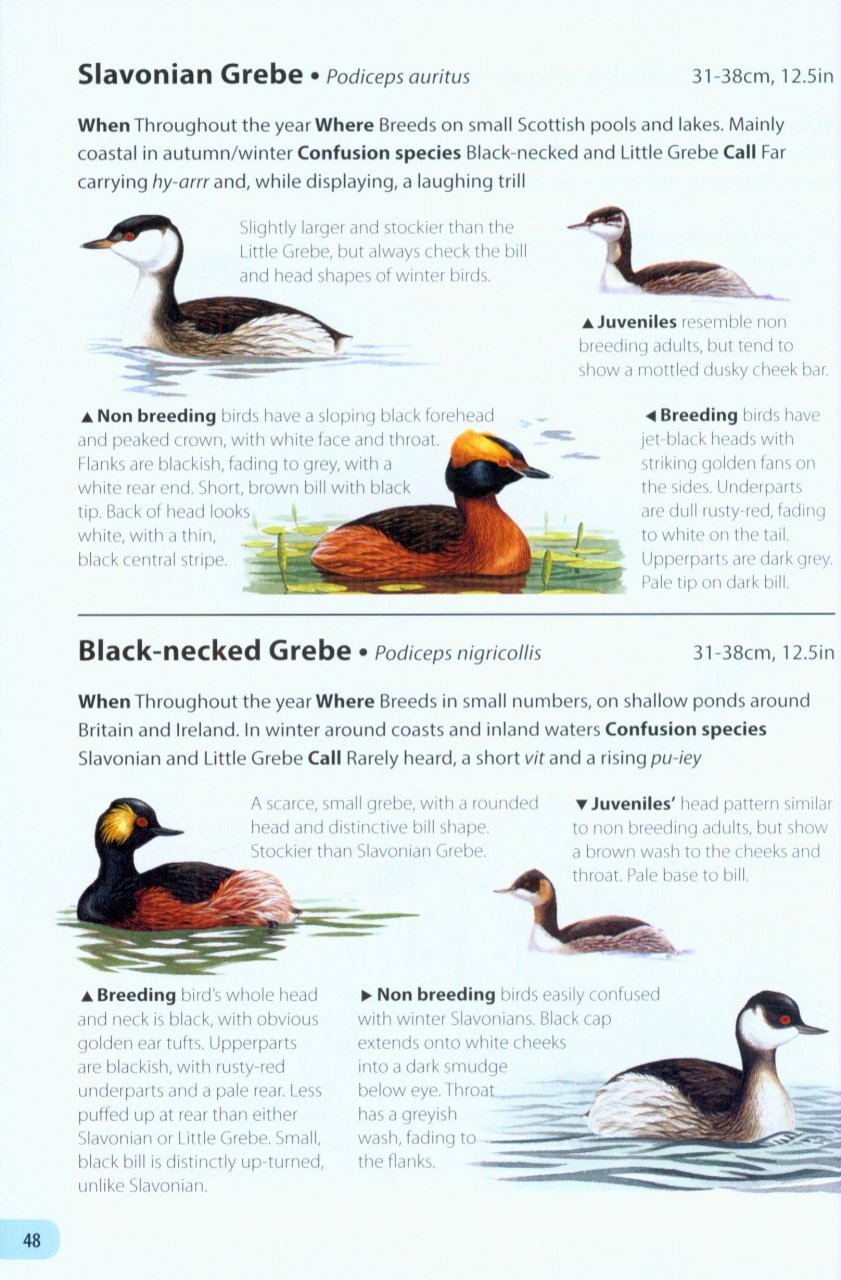 field guide to the birds of britain and ireland
