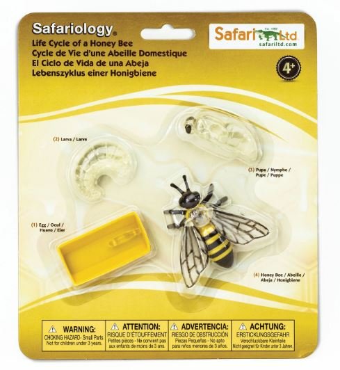 figuras ciclo de la vida - abeja