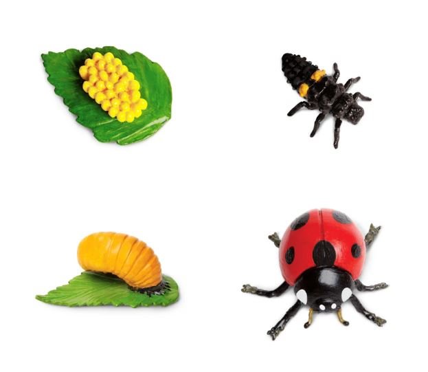figuras ciclo de la vida - mariquita