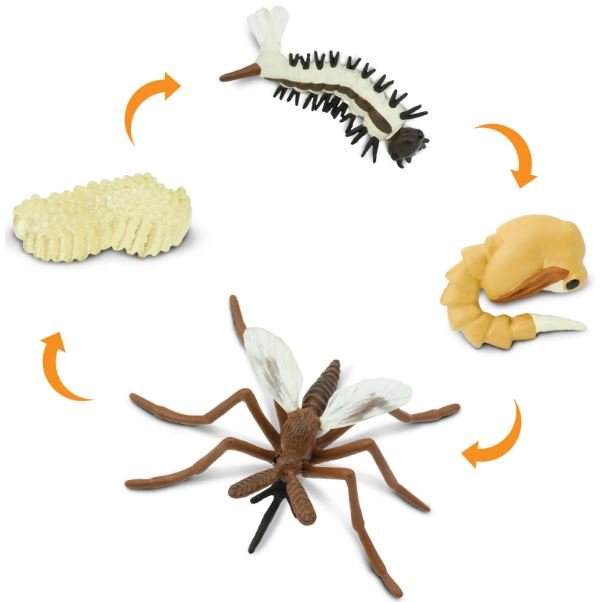 figuras ciclo de la vida - mosquito