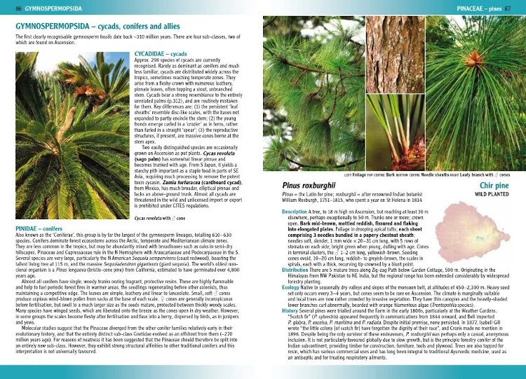 flowering plants & ferns of ascension island