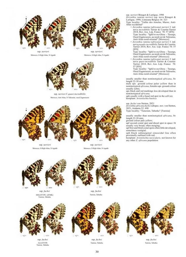 guide to the butterflies of the paleartic region. papilionidae part 3