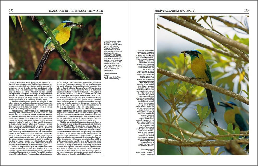 handbook of the birds of the world, vol. 6. mousebirds to hornbills