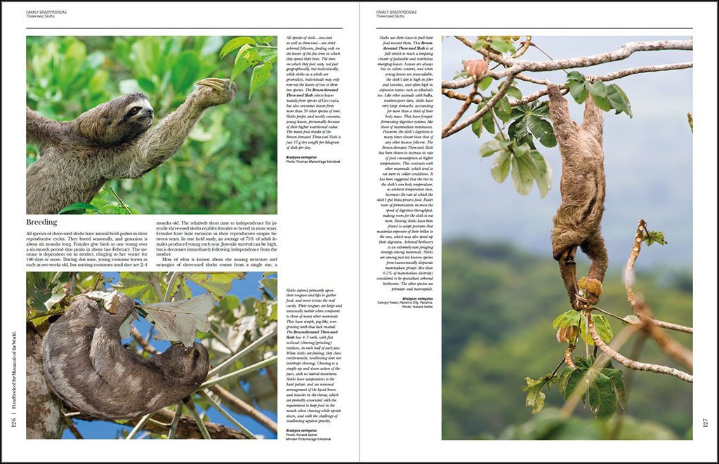handbook of the mammals of the world. vol. 8 insectivores, sloths and colugos