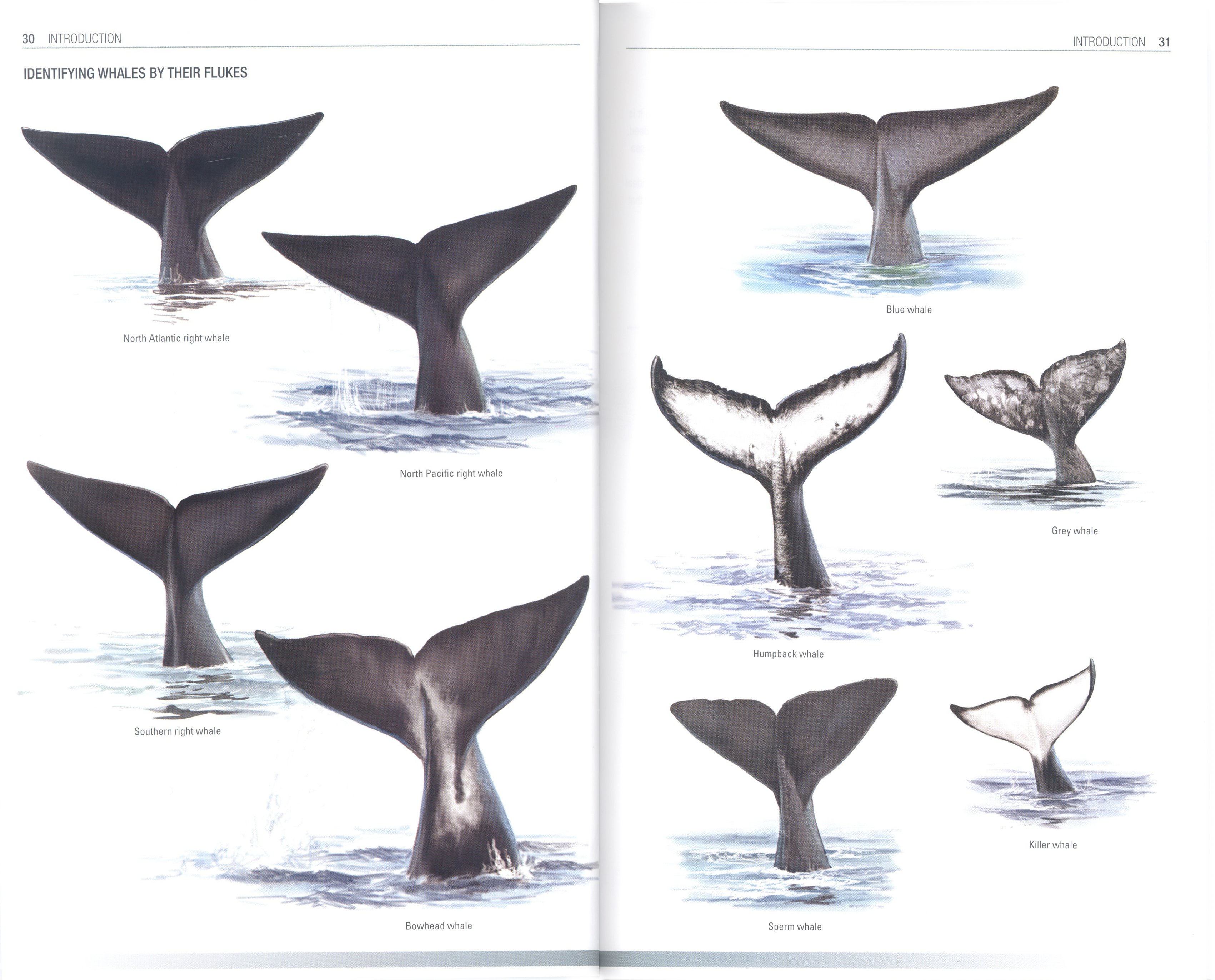 handbook of whales, dolphins and porpoises