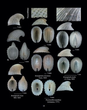 hellenic conches