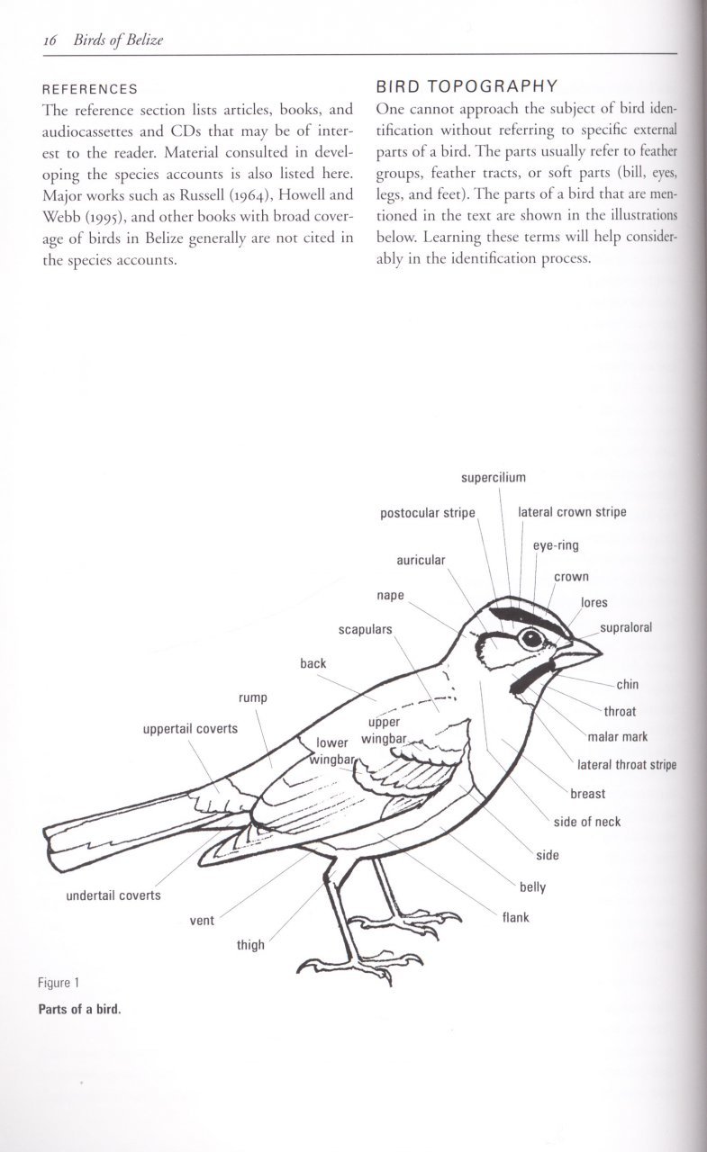 helm field guides. birds of belize