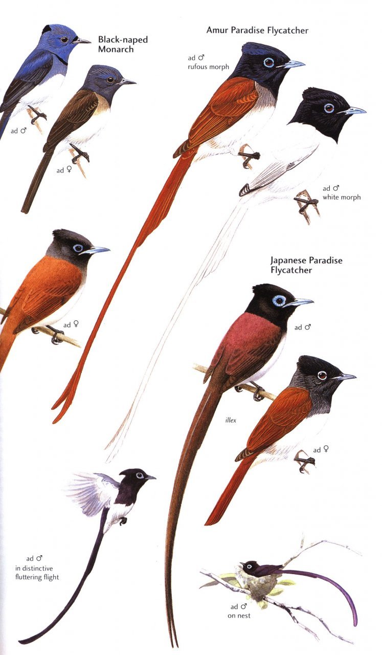 helm field guides. birds of japan