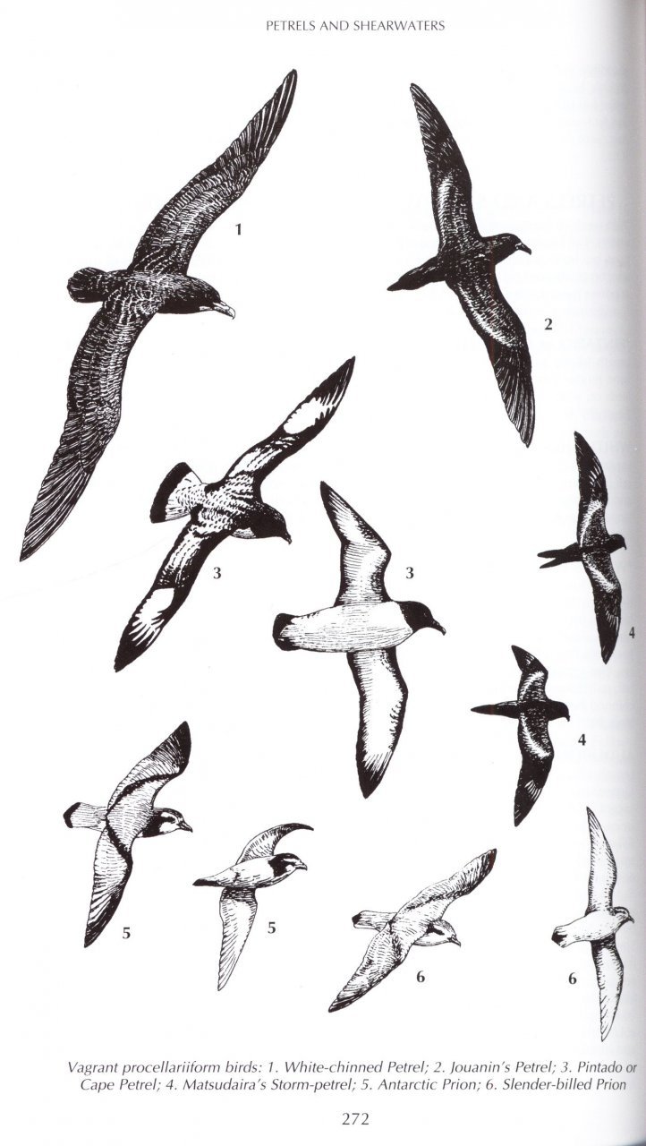 helm field guides. birds of kenya and northern tanzania