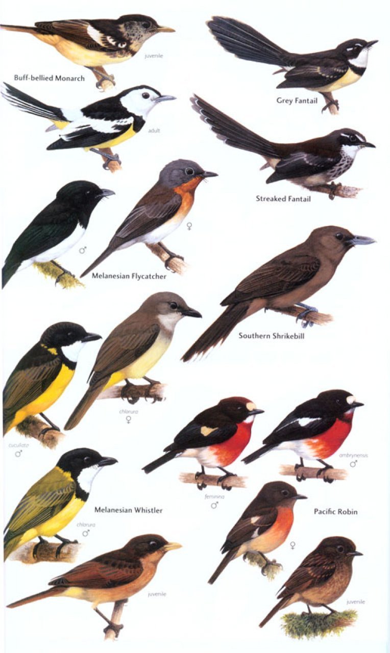 helm field guides. birds of melanesia