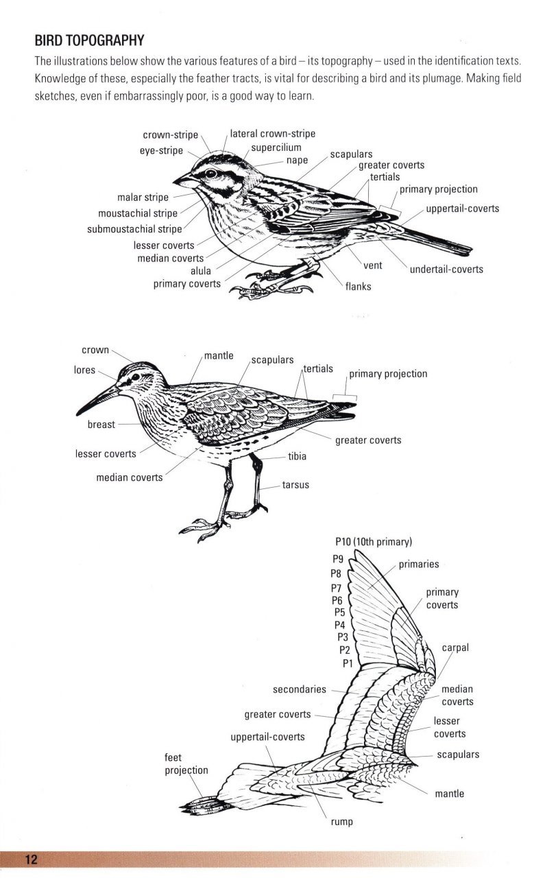 helm field guides. birds of oman