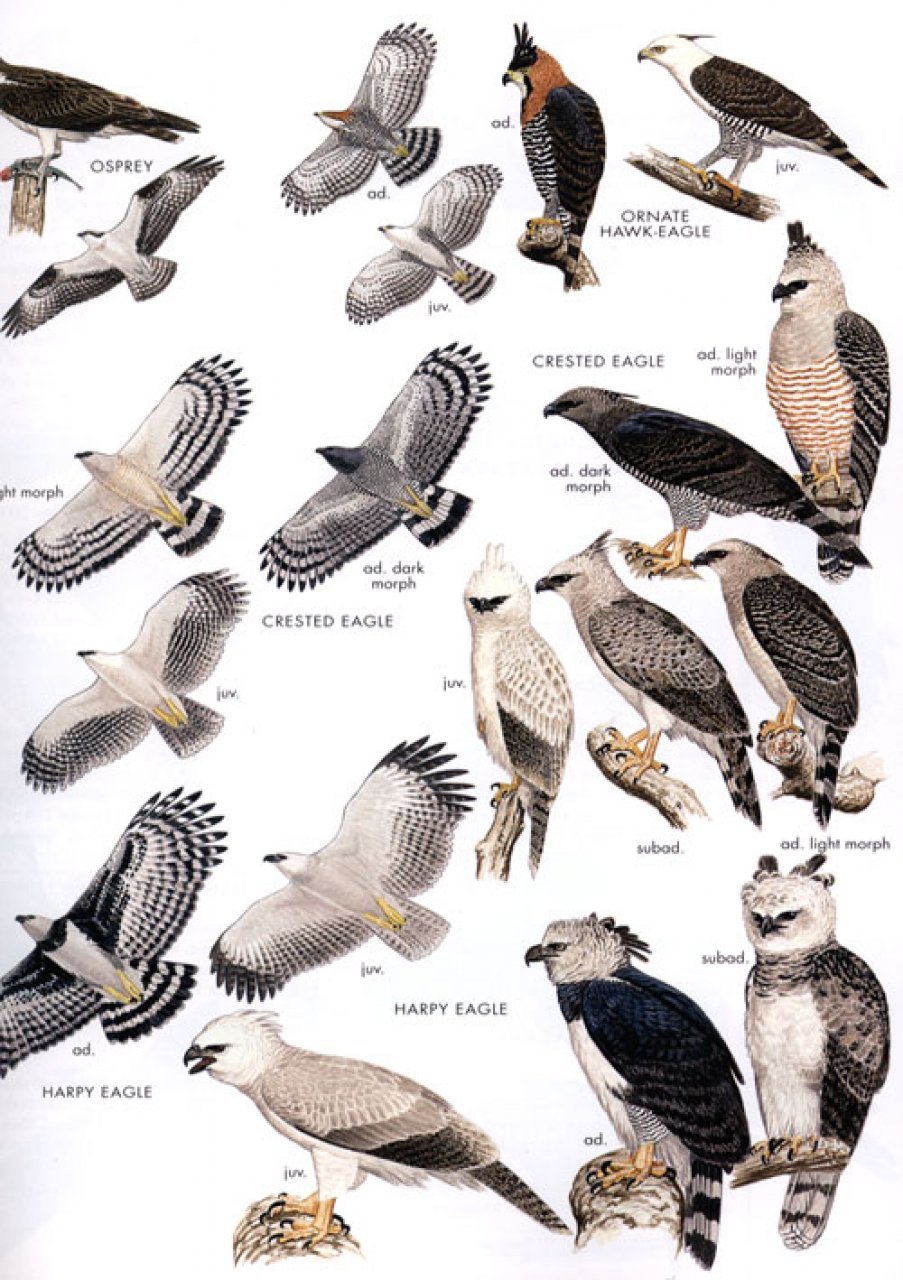 helm field guides. birds of peru