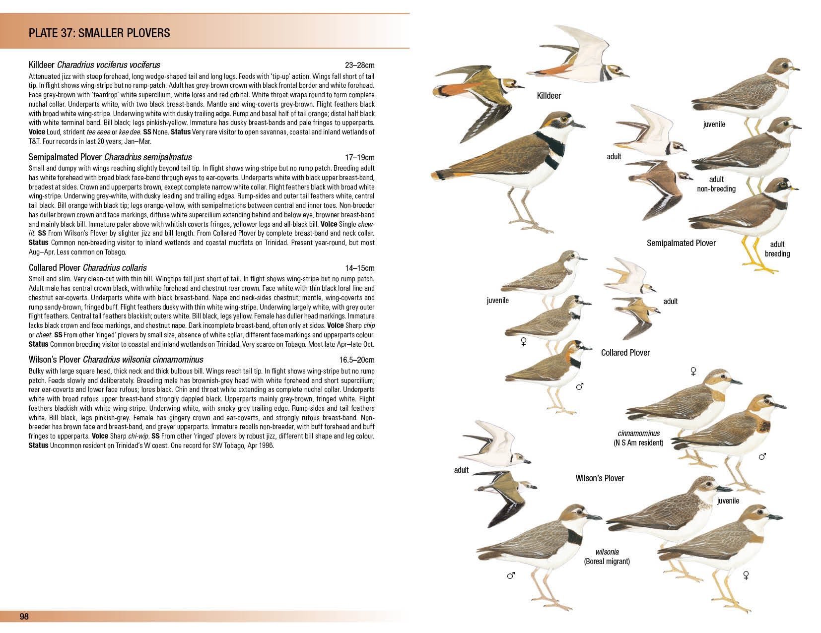 helm field guides. birds of trinidad and tobago
