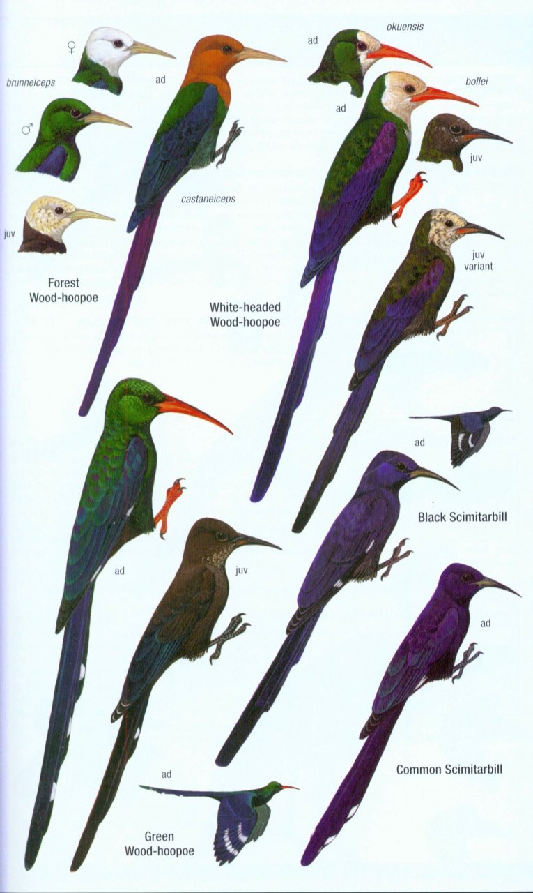 helm field guides. birds of western africa. 2nd ed.
