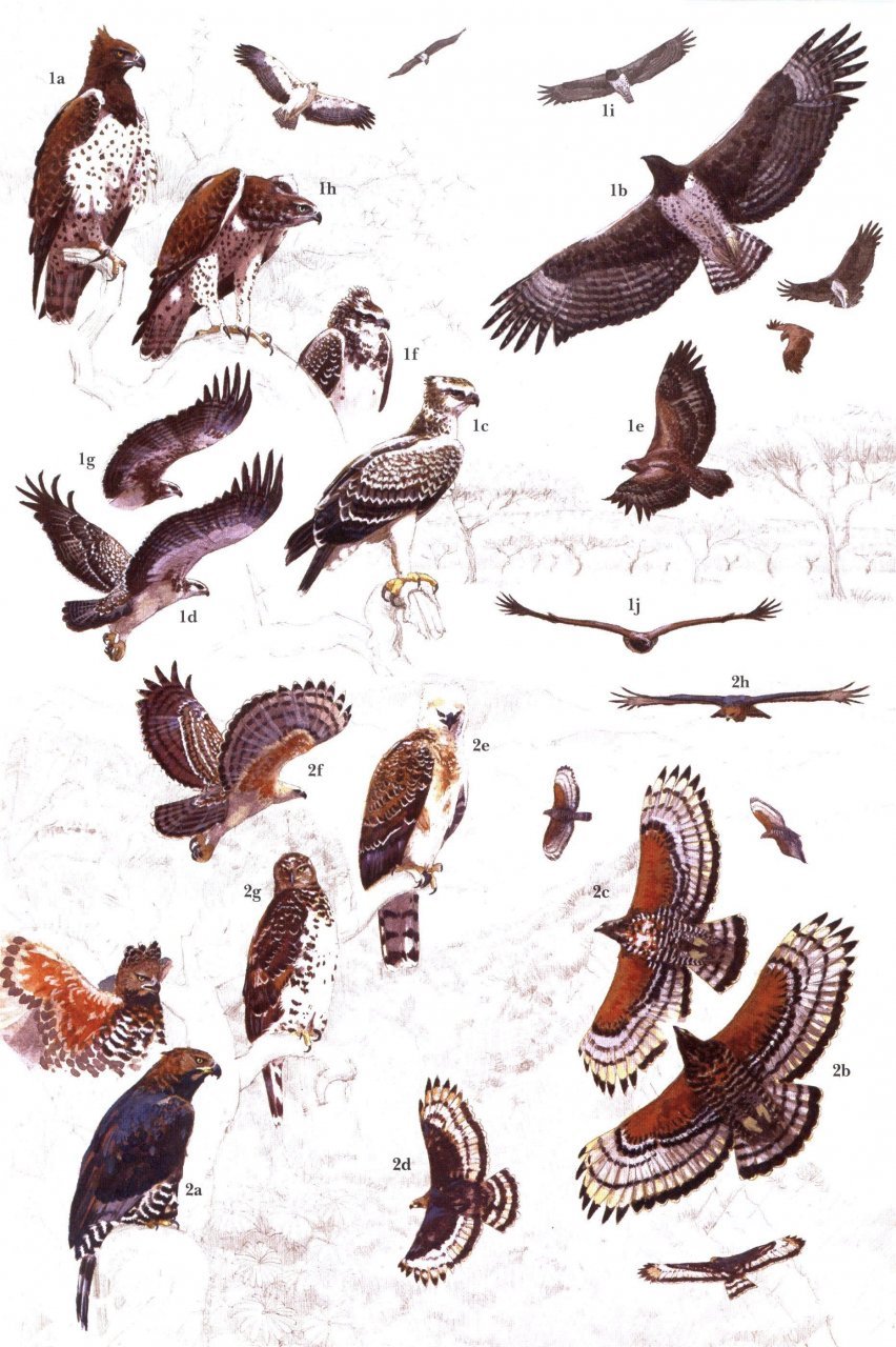 helm identification guides. african raptors